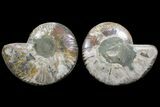 Agatized Ammonite Fossil - Madagascar #111529-1